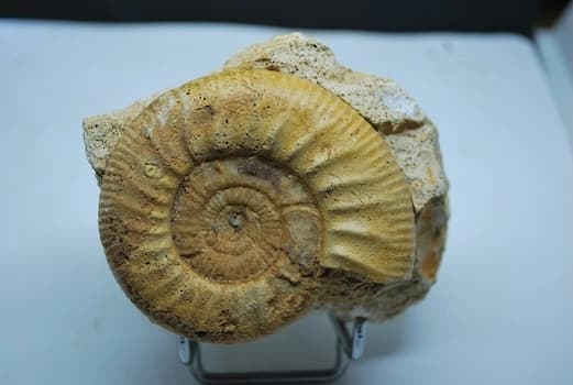 Visitez Ammonites