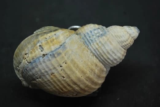 Visitez Coquillages